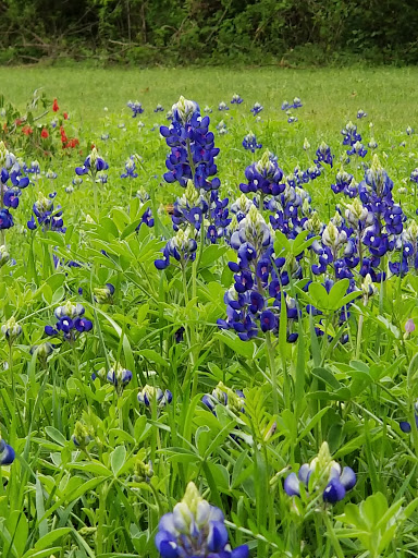 Nature Preserve «Cedar Ridge Preserve», reviews and photos, 7171 Mountain Creek Pkwy, Dallas, TX 75249, USA