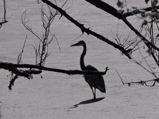 Nature Preserve «River Trail Nature Center», reviews and photos, 3120 Milwaukee Ave, Northbrook, IL 60062, USA
