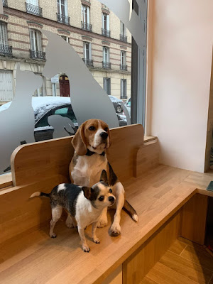 Neko&Co - Vétérinaire Clichy et Ouest de Paris à Clichy