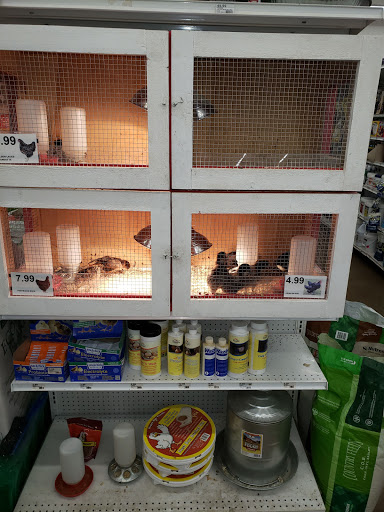 Hardware Store «Chandler Ace Hardware», reviews and photos, 4870 S Gilbert Rd, Chandler, AZ 85249, USA