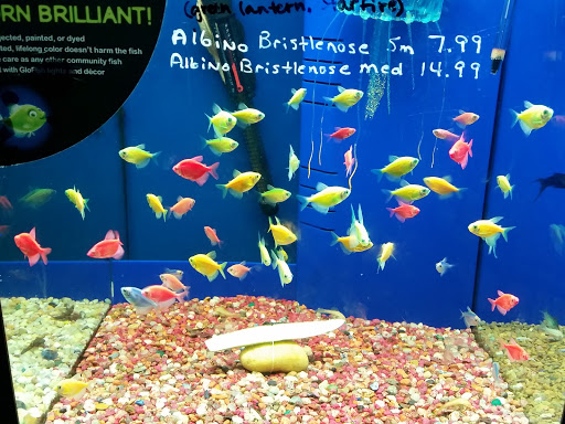Pet Store «Fish Bowl», reviews and photos, 2117 E Race Ave, Searcy, AR 72143, USA