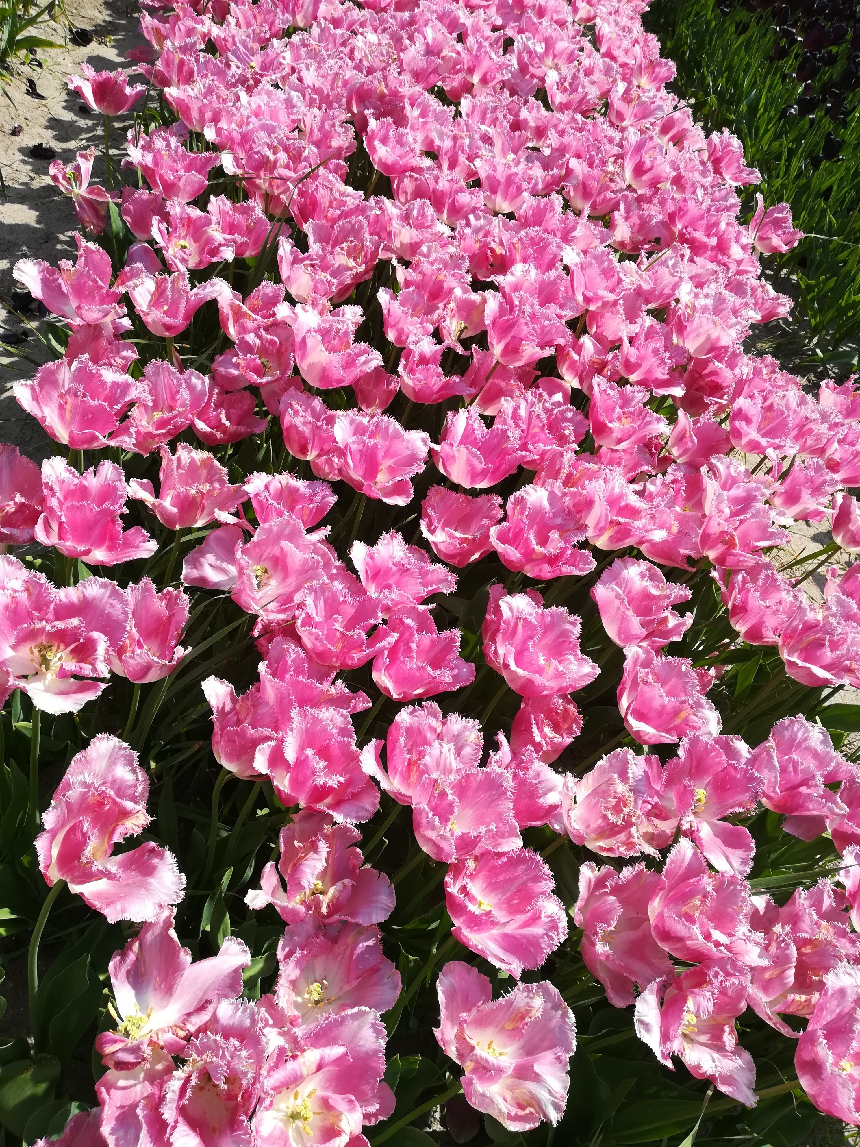 Photo n° 14 de l'avis de Ky29. fait le 26/03/2021 à 12:18