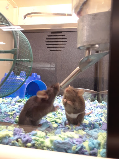 Pet Supply Store «PetSmart», reviews and photos, 745 W Huntington Dr, Monrovia, CA 91016, USA