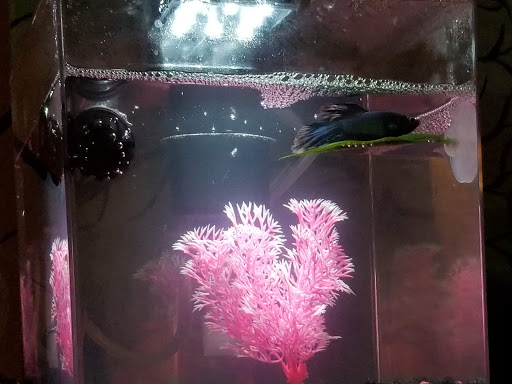 Pet Supply Store «PetSmart», reviews and photos, 198 Promenade Blvd, Flowood, MS 39232, USA