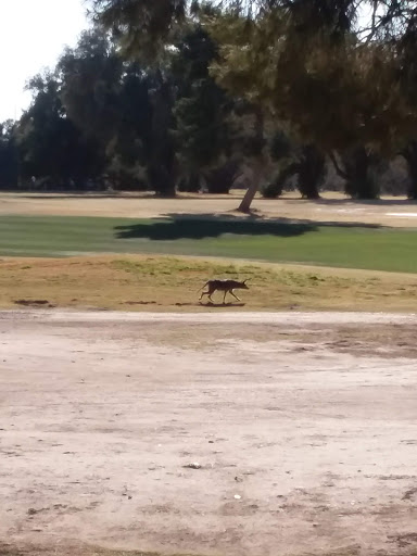 Public Golf Course «El Rio Golf Course», reviews and photos, 1400 W Speedway Blvd, Tucson, AZ 85745, USA