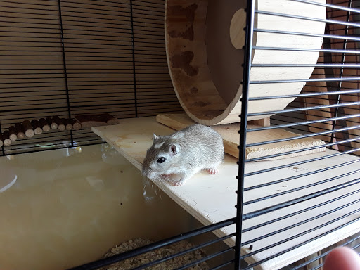 Hamster Lädle unter Holzgerlingen, 