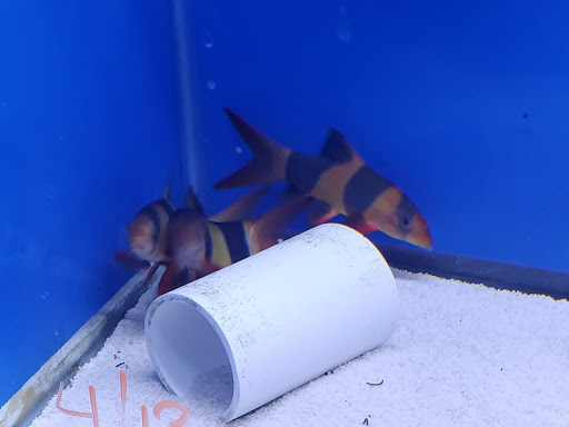 Aquarium «Aquatica», reviews and photos, 800 Clanton Rd H, Charlotte, NC 28117, USA