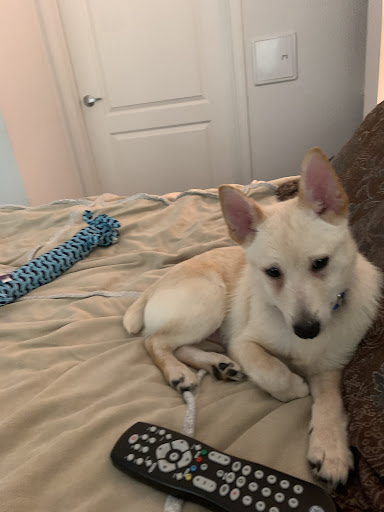 Pet Store «Yuppy Puppy Pet Shop», reviews and photos, 292 Frantz Rd, Stroudsburg, PA 18360, USA