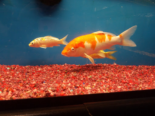 Goldfish store Lowell