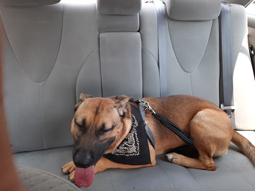 Pet Supply Store «Petco Animal Supplies», reviews and photos, 187 Stonebrook Pl, Jackson, TN 38305, USA