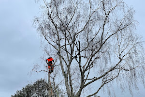 Leaves And Tree Service, Arborists/Tree work and Stump removal, Wellington