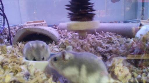 Pet Supply Store «Pet Loft», reviews and photos, 6333 SW Macadam Ave #104, Portland, OR 97239, USA