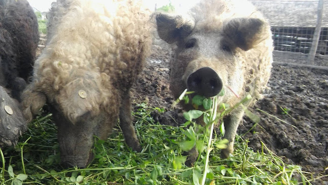 Alvégi Mangalica