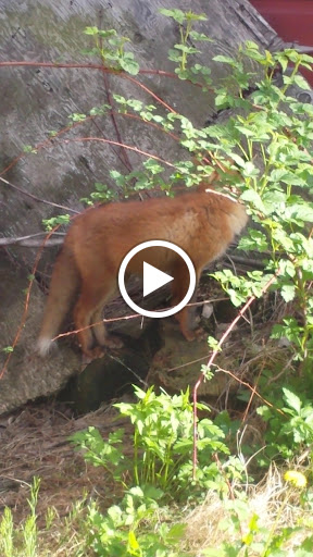 Produce Market «Maiers Homestead Farm Market», reviews and photos, 5672 E Avon Lima Rd, Avon, NY 14414, USA