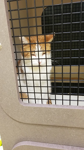 Pet Supply Store «Petco Animal Supplies», reviews and photos, 3637 2700 W, West Valley City, UT 84119, USA