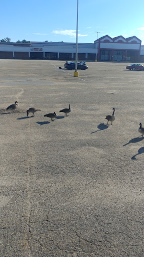 Supermarket «ALDI», reviews and photos, 13291 Gordon Blvd, Woodbridge, VA 22191, USA