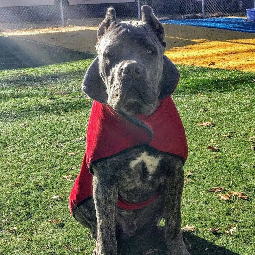 Pet Supply Store «PetSmart», reviews and photos, 2410 Merrick Rd #1, Bellmore, NY 11710, USA