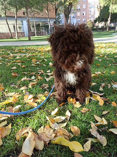 Clínica Veterinaria Neurologia en Getafe