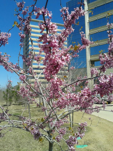 Health Insurance Agency «Blue Cross and Blue Shield of Texas», reviews and photos