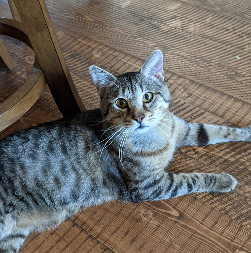 Pet Supply Store «Petco Animal Supplies», reviews and photos, 3215 Dredge Dr, Helena, MT 59602, USA