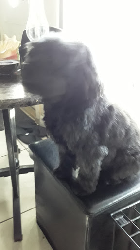 Pet Supply Store «PetSmart», reviews and photos, 300 N Congress Ave, Lake Park, FL 33403, USA