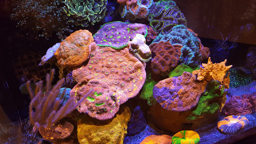 Tropical Fish Store «Elite Reef», reviews and photos, 8410 Wadsworth Blvd F, Arvada, CO 80003, USA