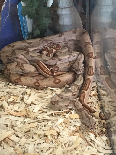 Pet Store «Goldfish Plus», reviews and photos, 1027 Grand Ave, Covina, CA 91724, USA