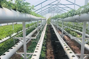 Strawberry farm image