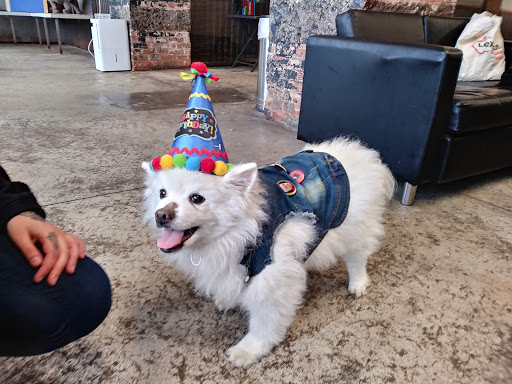 Pet Supply Store «Animal Outfitters, Inc.», reviews and photos, 986 Elmwood Ave, Buffalo, NY 14222, USA