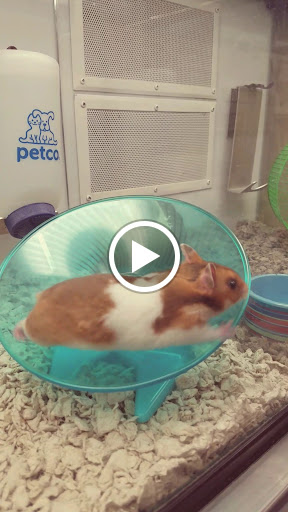 Pet Supply Store «Petco Animal Supplies», reviews and photos, 190 Quality Dr, Hooksett, NH 03106, USA