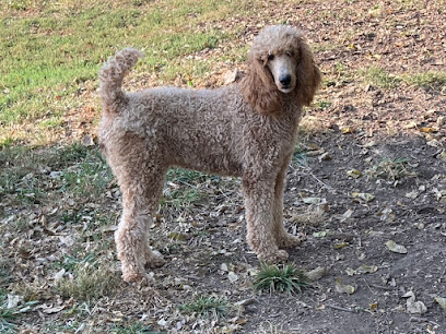 Outlaw Canines Standard Poodles