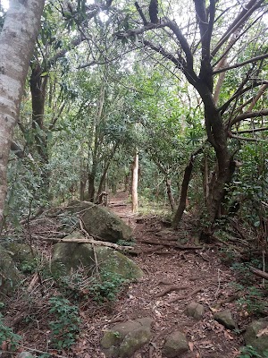 Kaala Hiking Trail - photo 8