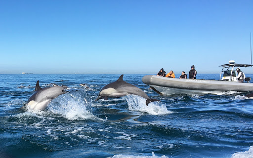 Adventure Whale Watching San Diego Tours