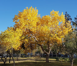 General Directorate of Parks and Gardens photo