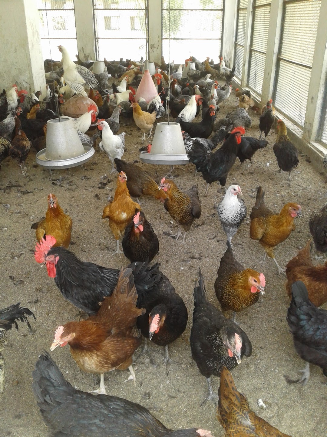 Government Poultry Farm Bahawalpur