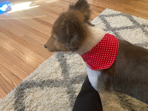 Pink Poodle Dog Boutique