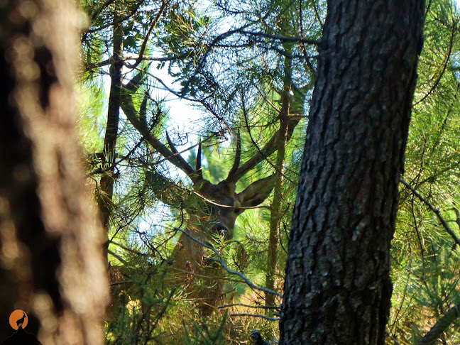 Opinii despre Aventuras Forte(s) - Turismo de Natureza în Coimbra - Agência de viagens