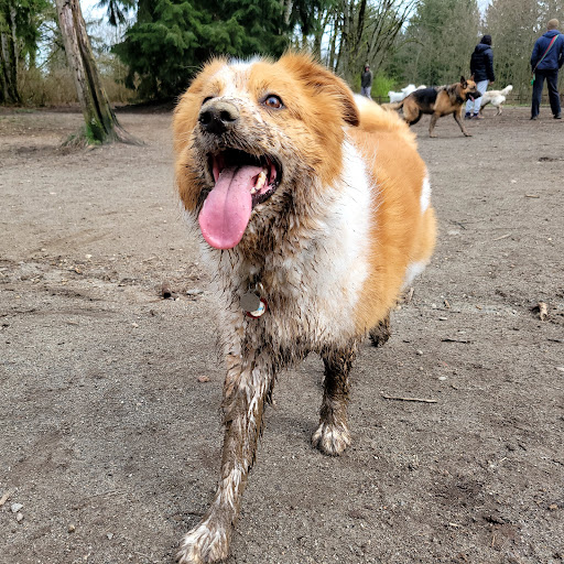 Park «Willis D. Tucker Community Park», reviews and photos, 6705 Puget Park Dr, Snohomish, WA 98296, USA