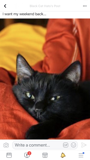 Black Cat Hats image