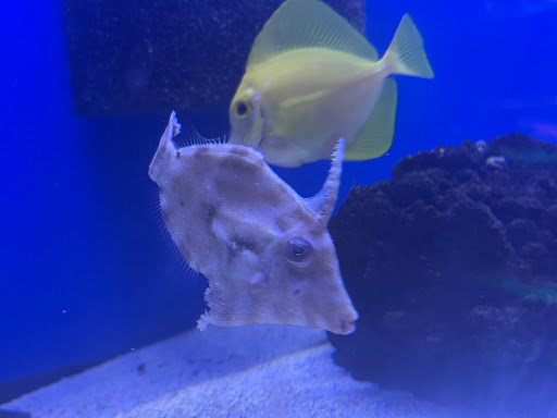 Pet Store «Animal Attraction», reviews and photos, 2518 11th Ave, Greeley, CO 80631, USA