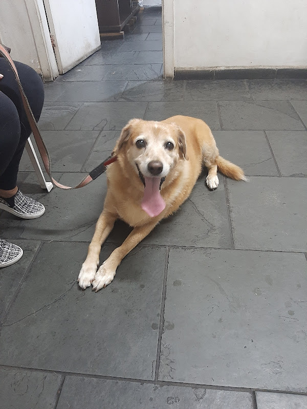 Veterinário Dr Dalcio e Dra Elaine — Cuidados veterinários em São Paulo, SP