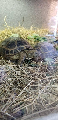 Reptile Store «Reptile Pets Direct», reviews and photos, 8088 Pat Booker Rd, Live Oak, TX 78233, USA