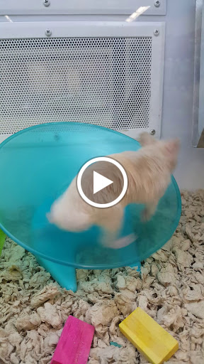 Pet Supply Store «Petco Animal Supplies», reviews and photos, 1014 Shoppes At Midway Dr, Knightdale, NC 27545, USA