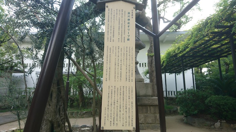 湊川神社オリーブ樹
