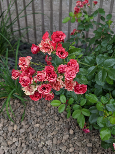 Shopping Mall «Shoppers Square», reviews and photos, 370 Casazza Dr, Reno, NV 89502, USA