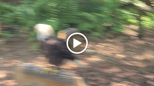 Zoo «Audubon Center for Birds of Prey», reviews and photos, 1101 Audubon Way, Maitland, FL 32751, USA