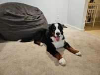 East Coast Academy of Dog Training Inc. - Photo 9 - Car repair in , Baltimore