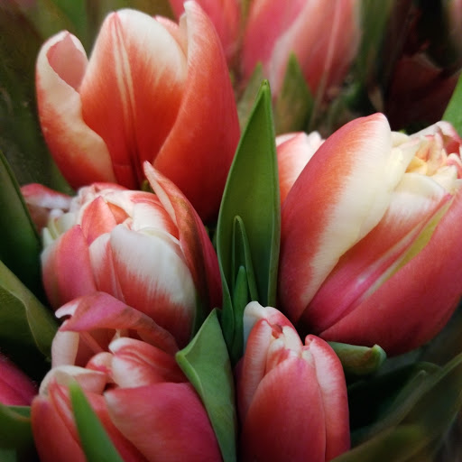 Florist «Apples to Zinnias», reviews and photos, 4024 Villanova St, Dallas, TX 75225, USA