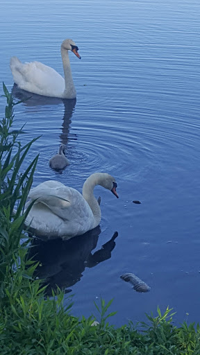 Park «Reverend Arthur Mackey Park», reviews and photos, 242 Elmwood Ave, Roosevelt, NY 11575, USA