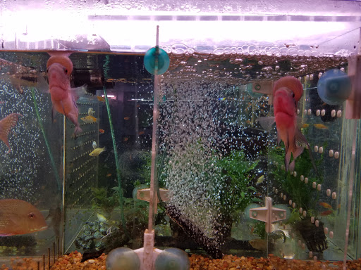 Tropical Fish Store «Rosemead Aquarium», reviews and photos, 9123 Valley Blvd, Rosemead, CA 91770, USA